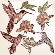Collection of vector hand drawn hummingbirds and flowers
