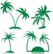 Palm Trees N40
