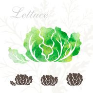 Lettuce icons set