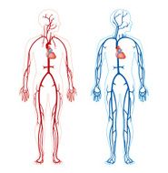 Artery and Vein