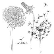 Set of dandelion isolated on white background