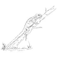 Chameleon Lizard N5