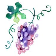 Painted watercolor grape