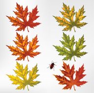 Maple leaves set Vector illustration