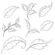 Leaves contours N3