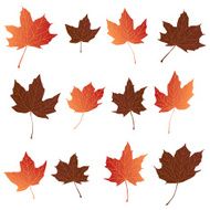 Fall Leaves N13