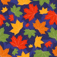 Leaves of a maple on dark blue
