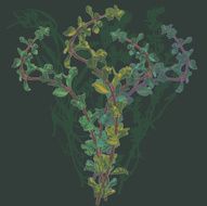 Oregano Herb in Moonlight