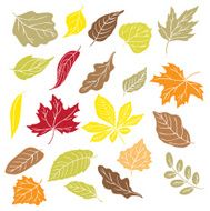 Fall Leaves N14