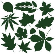 Leaves N123