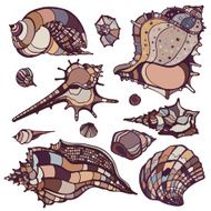 Sea shells set N9