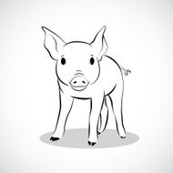 Pig N24