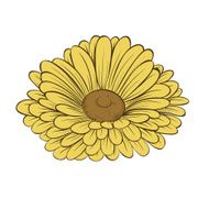 beautiful daisy flower isolated on white background