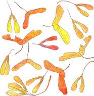 set of maple seeds in watercolor