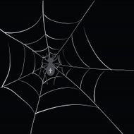 spider in web