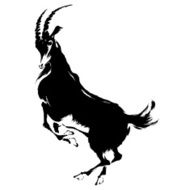 Japanese sheep N18