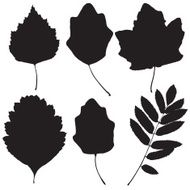 Collection of leaf silhouettes N5
