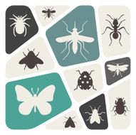 Insects N11