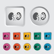 Kidneys N3