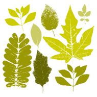 Fall leaves set