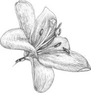 Flowers lily painting sketch
