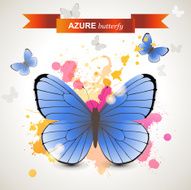Azure butterfly