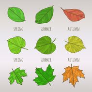 Seasonal leaf set