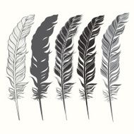 Set of feather isolated on white background