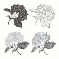 Set of hydrangeas isolated on white background N3