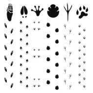 Paw Print N18