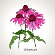 Colored drawing plant Echinacea N2