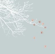 Cherry Blossoms N11