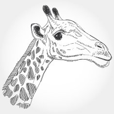 giraffe isolated black contour on white background Sketch hand-drawn N2