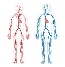 Artery and Vein