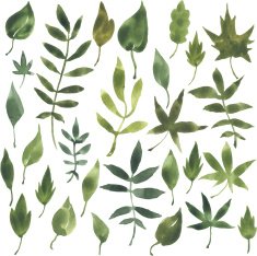 set of silhouettes by leaves in watercolor N11