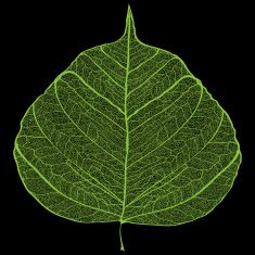 Green leaf skeleton
