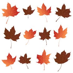 Fall Leaves N13