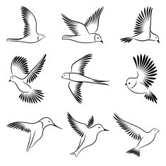 Birds Vector illustration