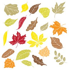 Fall Leaves N14