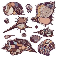 Sea shells set N9