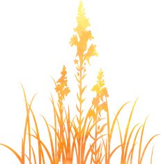 Silhouettes of flowers and grass N71