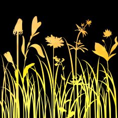 Silhouettes of flowers and grass N72
