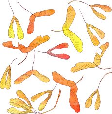 set of maple seeds in watercolor