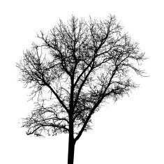 Tree Silhouette Isolated on White Backgorund Vecrtor Illustrati N63