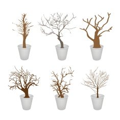 Set of Abstract Dry Trees in A Flower Pot