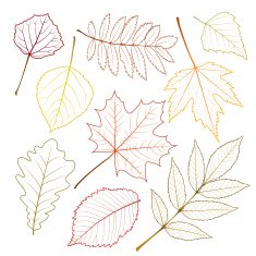 autumn leaves N106