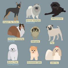 Simple silhouettes of dogs Types mini-dogs in flat design