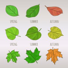 Seasonal leaf set