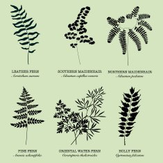 Silhouette fern foliage