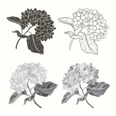 Set of hydrangeas isolated on white background N3